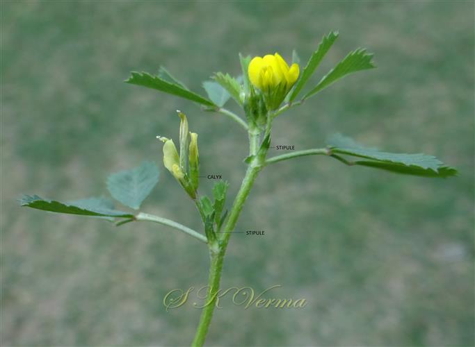  Branch with stipules and inflorescences